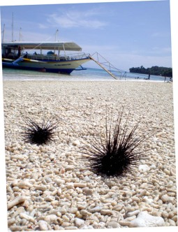 Click to see my island-hopping photo set on Flickr.  On photo - Sea urchins on the white pebble beach of Isla Reta Dos, Talikud Island